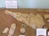 Fossils at Boulia