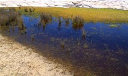 Frog ponds