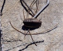 Large native cockroach - over 10cm long