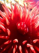 Rockpooling