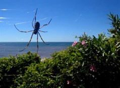 Web with a view
