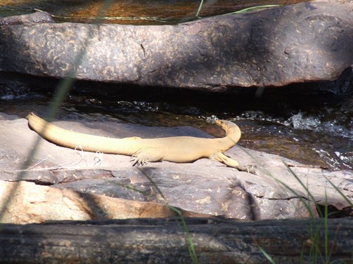 Mitchells Water Monitor