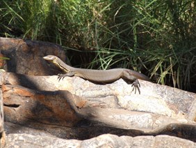 Mitchells Water Monitor