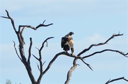 Young Wedge Tailed Eagle on the Side of the Road