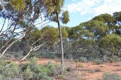 Old Telegraph Poles lined the side of the Track