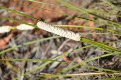 Lomandra leucocephala subsp. robusta - Woolly Head Mat Rush