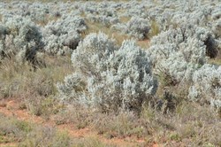 These Bluebush would have been at home on the Nullarbor Plains