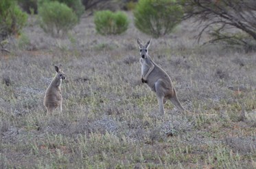 A female Kangaroo and her young Joey