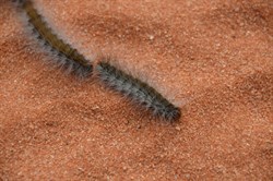 Caterpillar Train crossing the Track