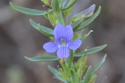 Stemodia florulenta -Blue Rod