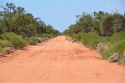 Back into dense roadside vegetation