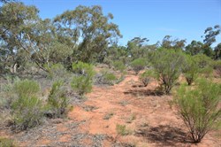 General view at the Confluence site