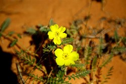 Yellow flowers in the desert