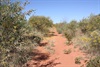 Acacia Filled Track 