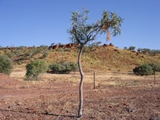 Carters Range