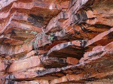 Cliff face Bilgoola Water Hole