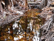 Water, frones and reflections El Questo Gorge