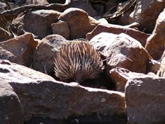 An Amalia Gorge local