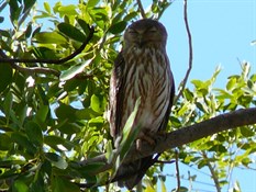 Barking Owl - one of a pair Home Valley