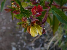 Another Kimberly wild flower