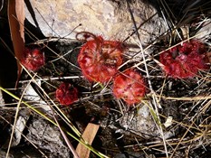 Plenty of these in Amalia Gorge