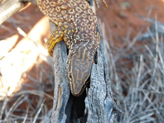 Spiny Tailed Monitor (Varanus acanthurus) 
