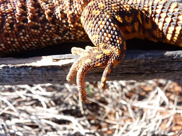 Spiny Tailed Monitor (Varanus acanthurus) 