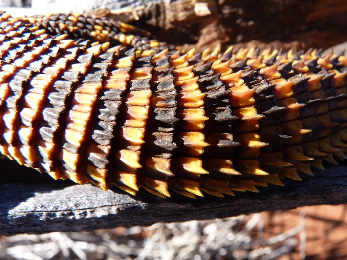 Spiny Tailed Monitor (Varanus acanthurus) - The spiny tail scales