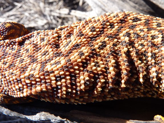 Spiny Tailed Monitor (Varanus acanthurus) - Ocelli markings