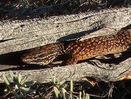 Spiny Tailed Monitor (Varanus acanthurus) 