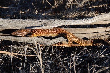 Spiny Tailed Monitor (Varanus acanthurus) 