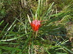 Honey Flower or Mountain Devil - Budderoo National Park