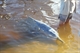 Indo-Pacific Dolphin at Tin Can Bay - Camera: Canon  EOS 550D Taken: 24 Apr 2012