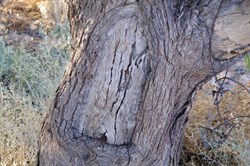 Annandale Ruins Simpson Desert