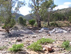 Fossil bearing Wilkawillina Limestone, Brachina Gorge west