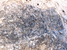 Archaeocyatha Fossils, Brachina Gorge west