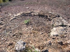 Circular Stromatolite 