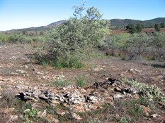 Interwoven Stromatolites