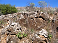 Larger Interwoven Stromatolites