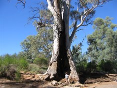 Impressive Tree; Enorama Creek