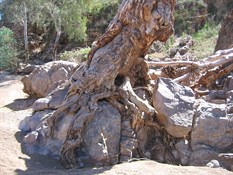 Tree on an Embankment, that seems to contain stromatolite remnants