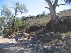 Another Tree, same embankment