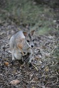 Wallaby and joey