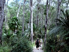 Luscious jungle... 