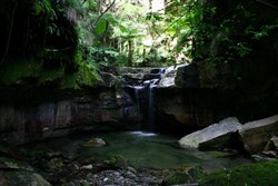 Moss Garden
