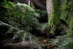 Ward's Canyon 4