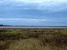 Cotton fields