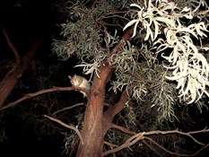Invading possum