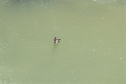 Platypus at Broken River