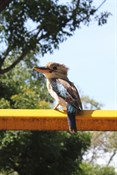 Blue-winged Kookaburra